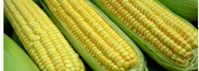 ​一天吃3个玉米热量高,一天吃3个玉米热量高吗