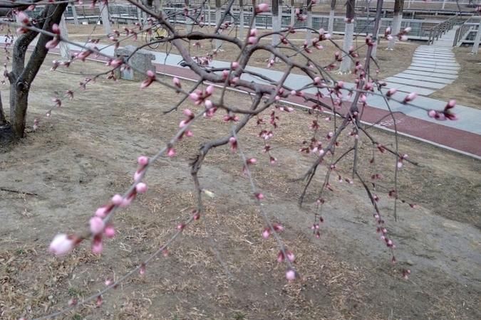 忽如一夜春风来，千树万树梨花开描写的是哪个季节