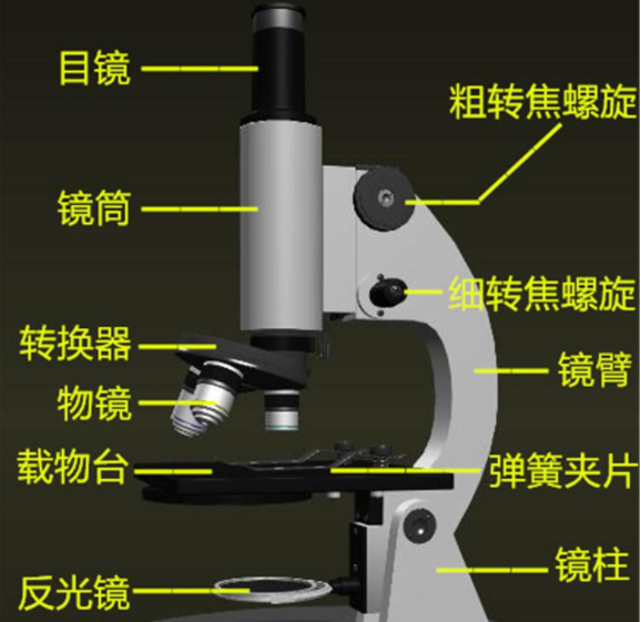 显微镜结构图和名称,显微镜的各部分名称是什么图4