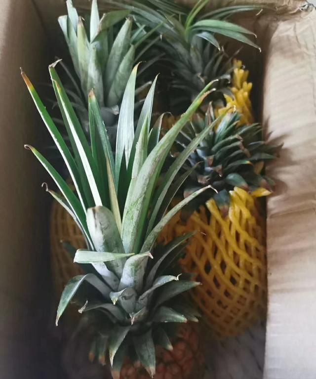 凤梨是不是菠萝，凤梨既然很好吃干嘛还要种菠萝？图5