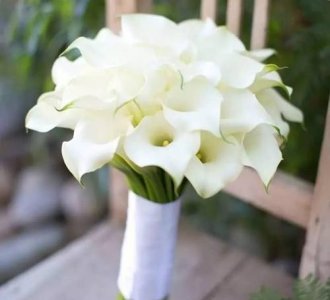​什么花代表友谊,哪些花的花语代表友情
