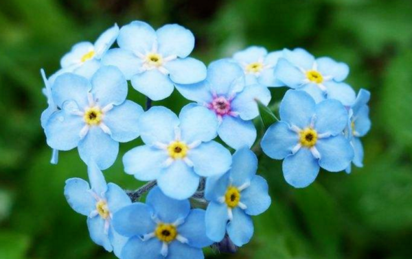 什么花代表友谊,哪些花的花语代表友情图2