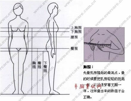 三围是什么是哪三围：三围的标准及该怎么量