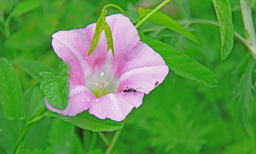 夕颜花的介绍