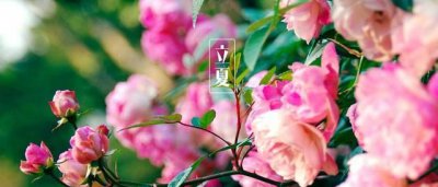 ​立夏吃什么传统食物，山西立夏吃什么面食？