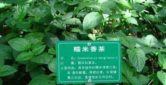 茶头是什么东西，单枞茶头为什么这么便宜？图6