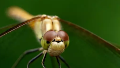 蜻蜓是益虫吗?正确答案,蜻蜓是益虫图2