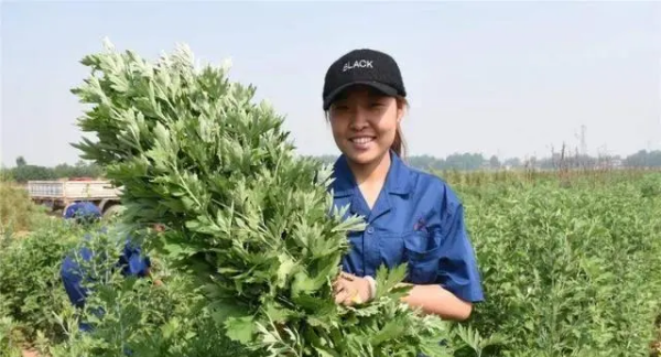 晒艾草的时候要注意什么,艾草保存的正确方法图3
