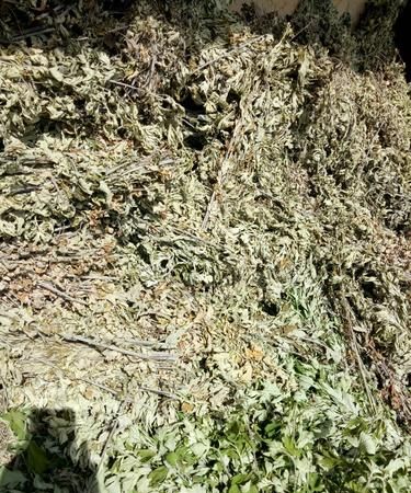 艾草什么时候收割好?