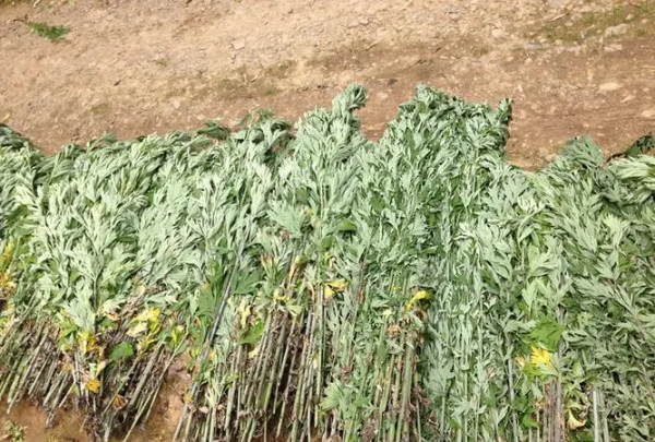 晒艾草的时候要注意什么,艾草保存的正确方法图2