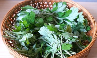 ​晒艾草的时候要注意什么,艾草保存的正确方法