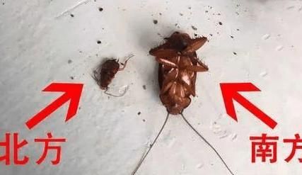 蟑螂能踩死吗?踩死了会出虫卵吗?