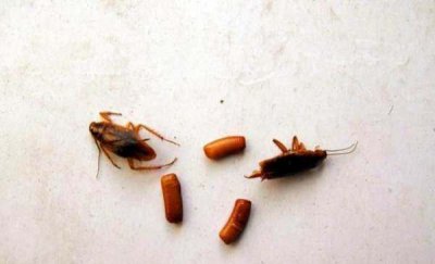 ​蟑螂可以踩死,蟑螂可以踩死吗为什么