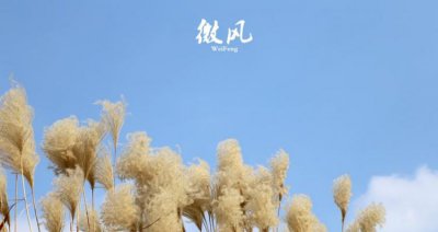 ​什么样的微风，填和适的词语什么样的微风怎样的拂过？