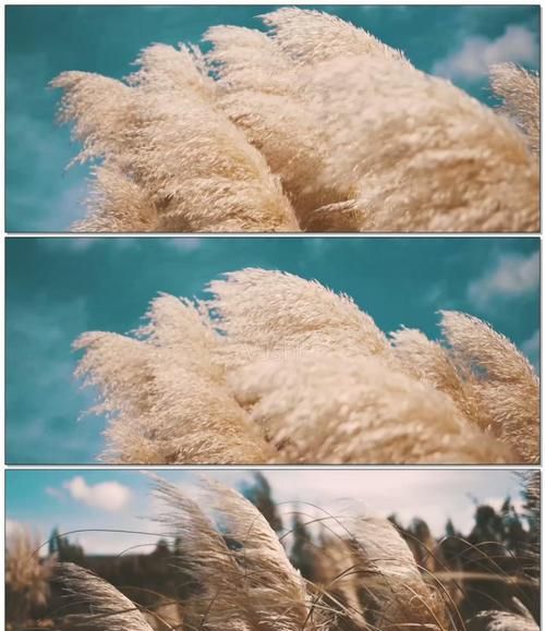 春天有什么样的阳光什么样的微风