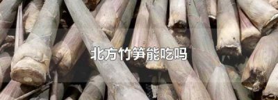 ​北方的竹笋可以吃,北方竹笋能吃吗