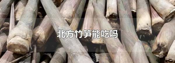 北方的竹笋可以吃,北方竹笋能吃吗图1