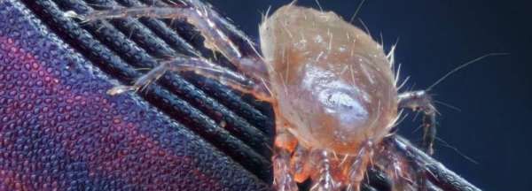 床上白色的小虫子是什么东西,家里有些 白色的小小虫是什么像蛆图4