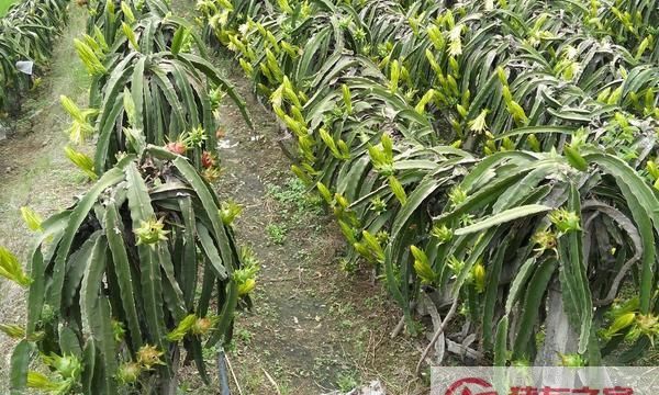 中国最先种植火龙果的地方