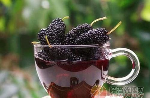 怎样制作桑泡酒