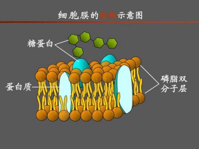 ​细胞膜的结构（大家一起来了解下吧）