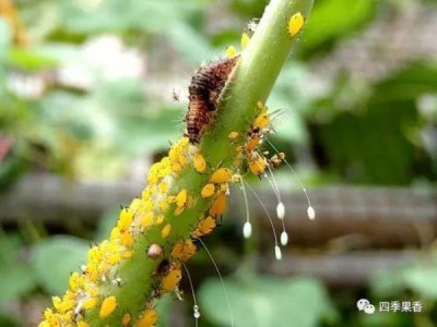 ​酒精能杀蚜虫吗(酒精杀蚜虫伤害花朵吗)