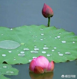 ​蓬莱阁250毫升白酒  蓬莱阁250毫升白酒多少钱