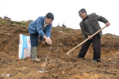 ​移栽的柿子树五一还没发芽(柿子树假死多久可以发芽)