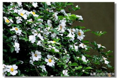 ​50度口子酒原味450ml价格(50度原味口子酒多少钱)