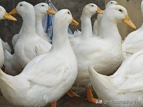 麻鸭苗批发价多少钱一只(茂名麻鸭苗批发)-第2张图片-