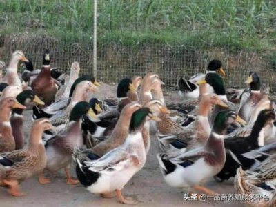 ​麻鸭苗批发价多少钱一只(茂名麻鸭苗批发)