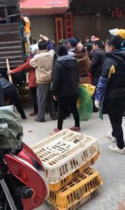 ​广西蝗虫养殖基地(广西蝗虫养殖基地地址)