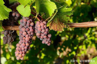 ​布根地白葡萄酒(布根地白葡萄酒产区)