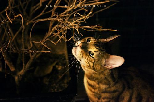 西安猫咪森林休闲驿站(猫咪森林游戏)-第1张图片-