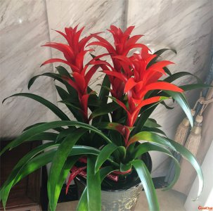 ​鸿运当头花怎么养怎么浇水？鸿运当头花怎么养护注意事项