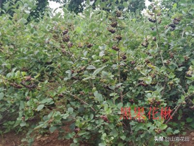​未来具有开发价值的“黑果花楸”