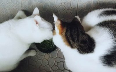 ​猫草是什么植物的种子 找不到猫草的猫咪竟然啃起了生菜，食肉的猫为啥爱吃猫草