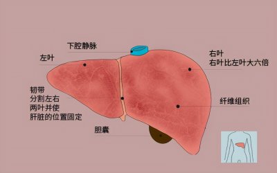 ​胆红素高怎么办怎么调理（胆红素偏高说明什么？怎样才能降低胆红素？医生为你