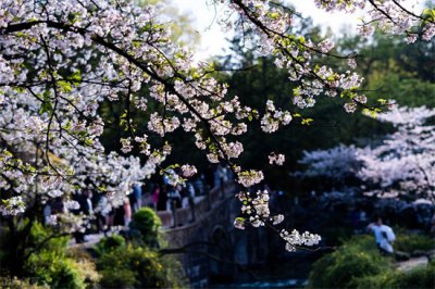 ​4月旅游国内最佳去处（四月，值得一去的10个旅行地，草正香，花正艳，风正柔