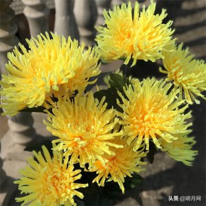 ​迁坟的禁忌与讲究，需要注意什么？-明月网