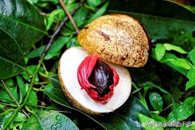 ​肉蔻到底是什么东西，与白蔻、草寇、红蔻什么区别？一次全告诉你