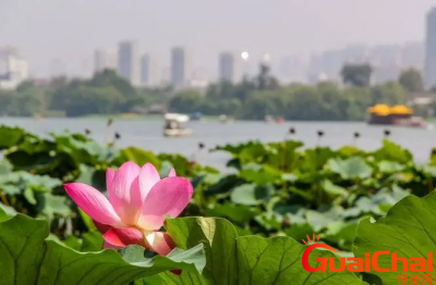 ​大明湖畔的夏雨荷是什么的来源？大明湖畔的夏雨荷是什么含义？