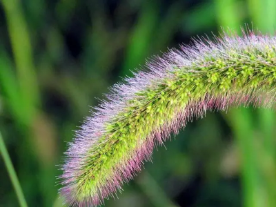 ​狗尾巴花是花还是草呢?狗尾巴什么植物？