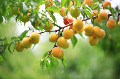 ​梅子黄时是初夏吗（南方梅雨季节是几月份到几月份结束）