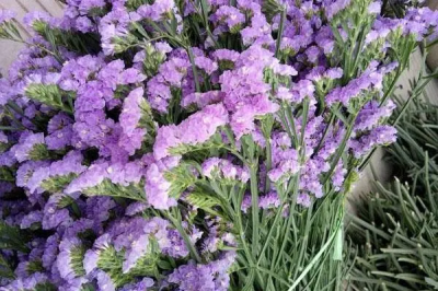 ​勿忘我什么时候开花？勿忘我多长时间开一次花？