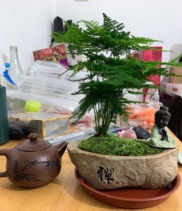 ​用“白糖”来养文竹，兑水浇文竹，长的快，不黄叶还能开白花