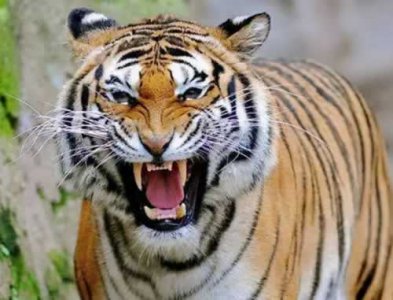 ​老虎怕什么动物攻击（10种可以杀死老虎的猛兽盘点，狮子竟然仅排第三？）