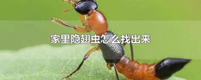 ​隐翅虫在家里 隐翅虫通常在家里的什么地方