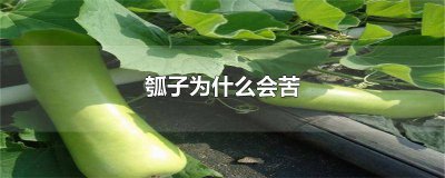 ​瓠子吃起来有点苦怎么回事 瓠子吃起来有点苦正常吗