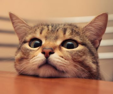 ​猫咪竖着尾巴贴着你转？猫咪对你感兴趣，才有这些行为